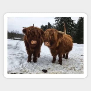 Scottish Highland Cattle Cow and Calf 1678 Sticker